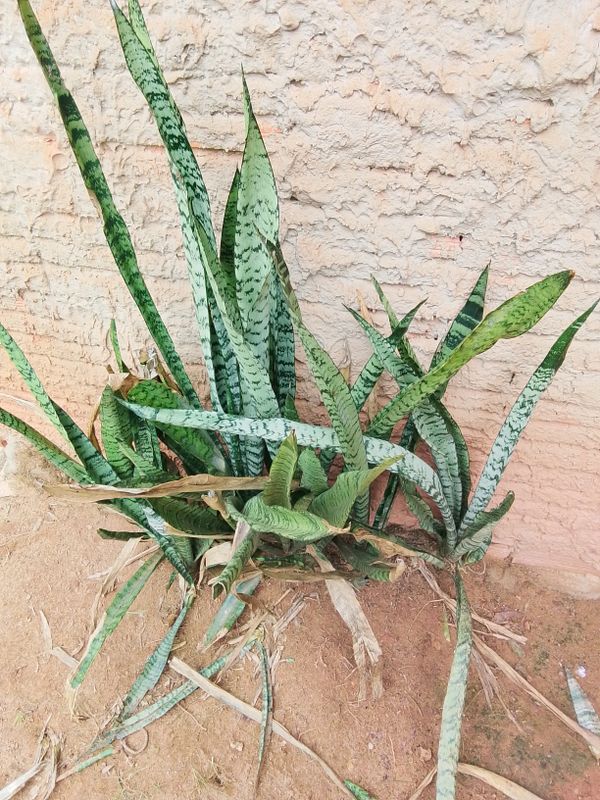 Identificação da planta Espada-de-são-jorge por foto