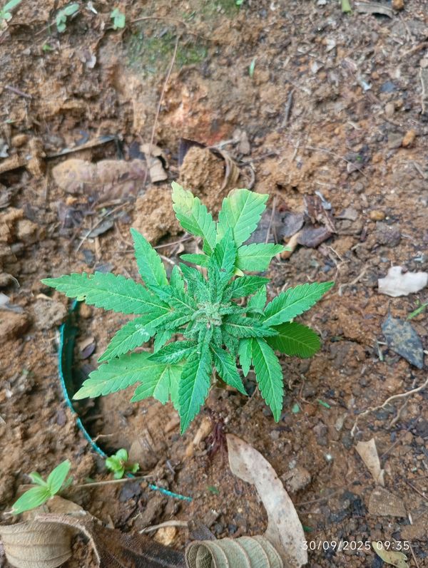Identificação da planta Maconha por foto