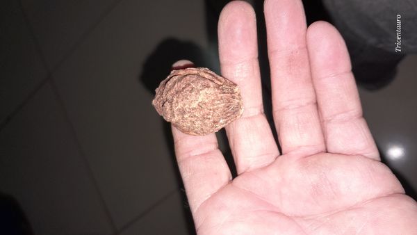 Identificação da planta Boleira por foto