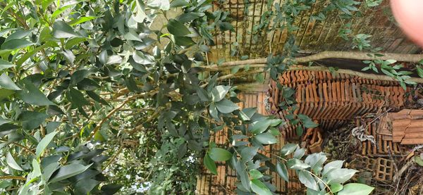 Identificação da planta Ligustro por foto