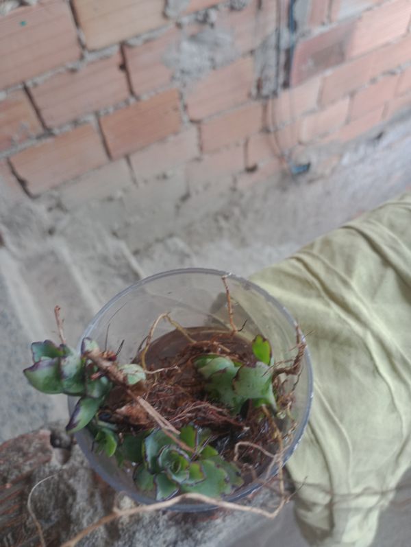Identificação da planta Colar de coração por foto