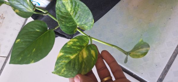Identificação da planta Jiboia por foto