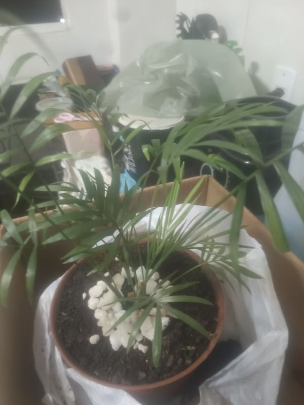 Identificação da planta Palmeira-ráfis por foto