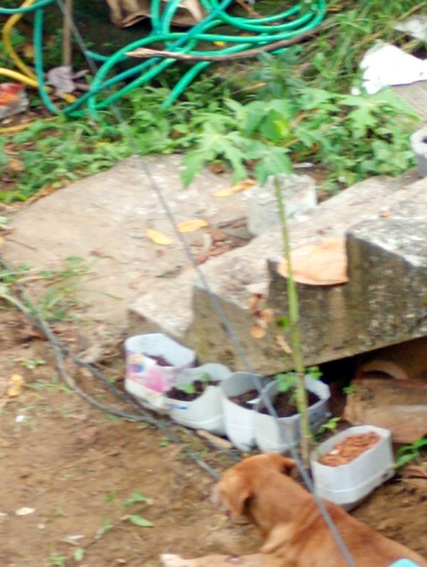 Identificação da planta Mamão por foto