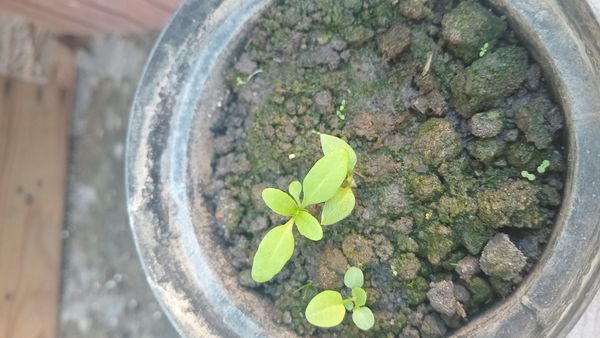 Identificação da planta Pepino por foto