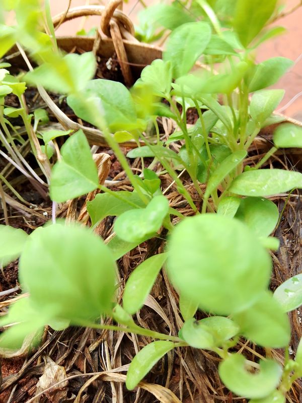 Identificação da planta Agrião por foto