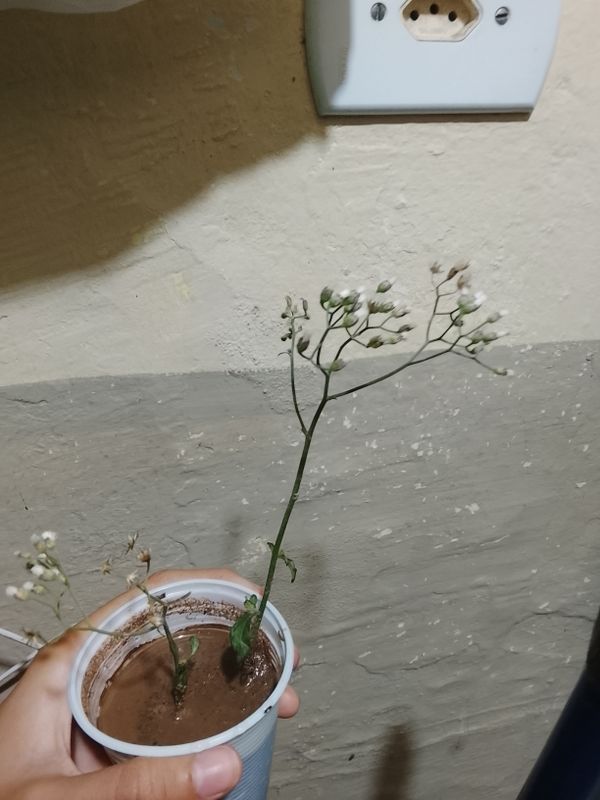 Identificação da planta Mentrasto por foto