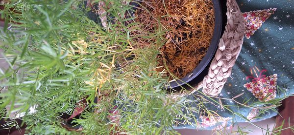 Identificação da planta Aspargo-samambaia por foto