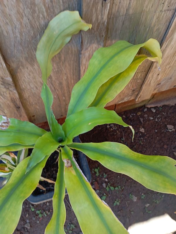 Identificação da planta Dracena por foto