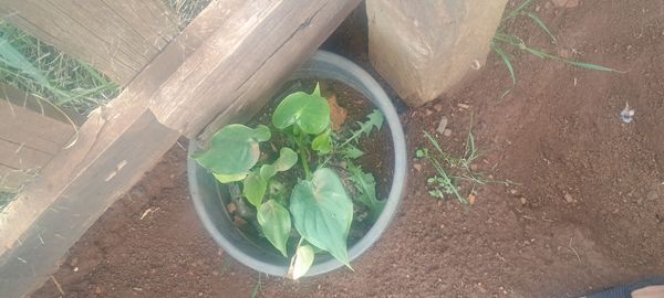 Identificação da planta Orelha de Elefante por foto