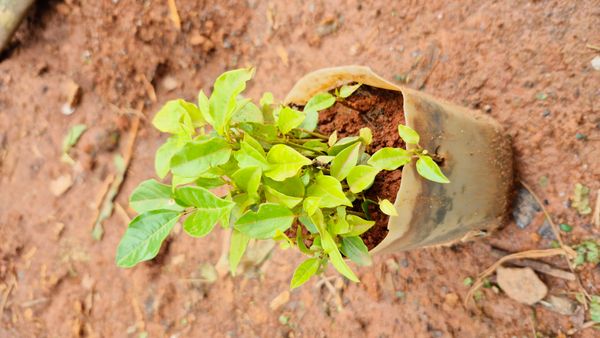 Identificação da planta Maracujá por foto
