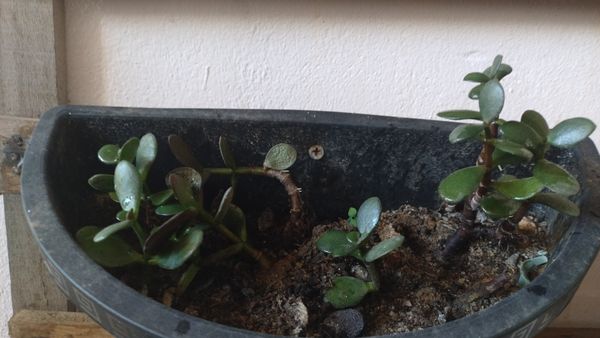 Identificação da planta Planta-jade por foto
