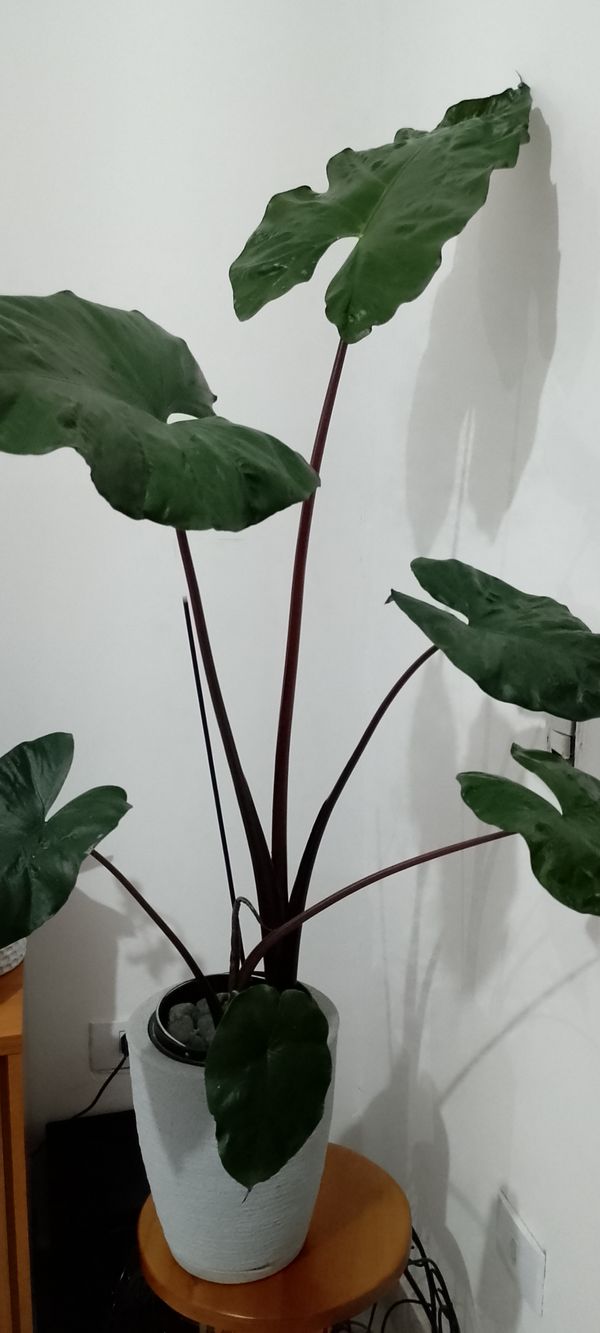Identificação da planta Taioba por foto