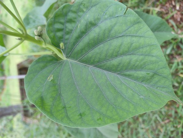 Identificação da planta Canudo-de-pito por foto