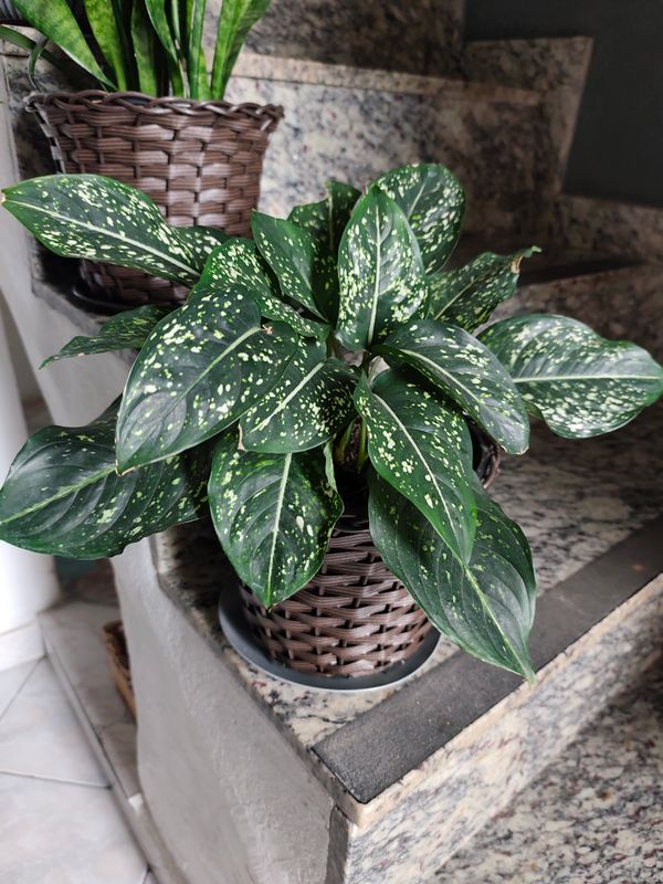 Identificação da planta Comigo-ninguém-pode por foto