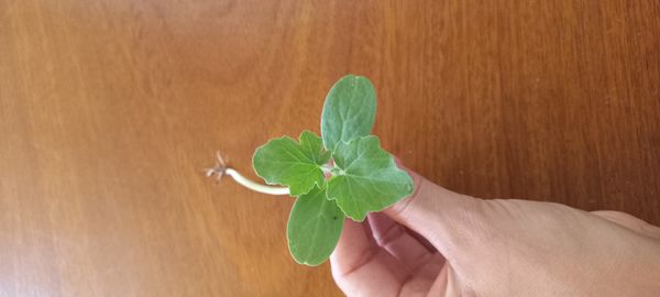 Identificação da planta Melancia por foto