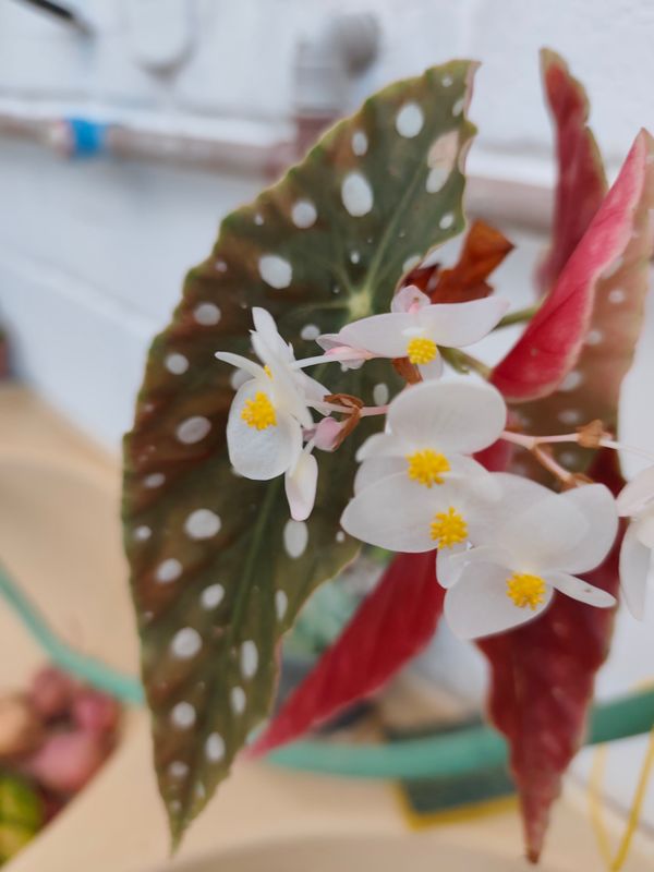 Identificação da planta Begônia maculata por foto