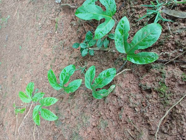 Identificação da planta Maracujá por foto