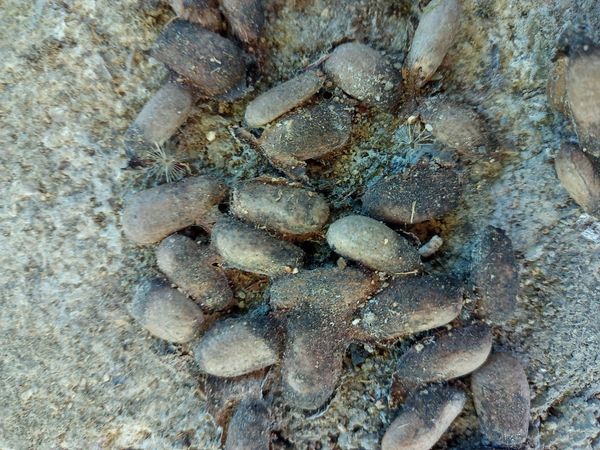 Identificação da planta Freixo por foto