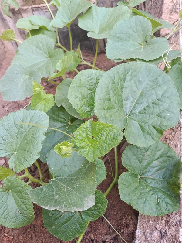 Identificação da planta Melão por foto