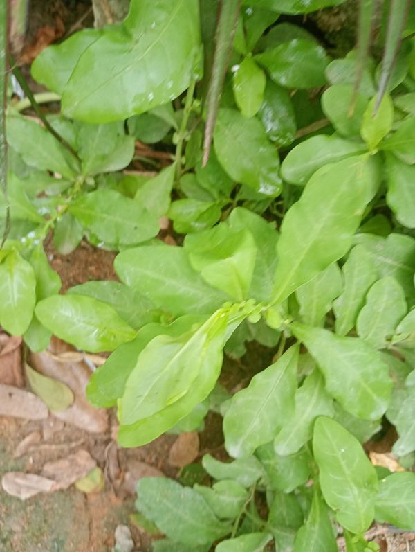 Identificação da planta Jasmim-azul por foto