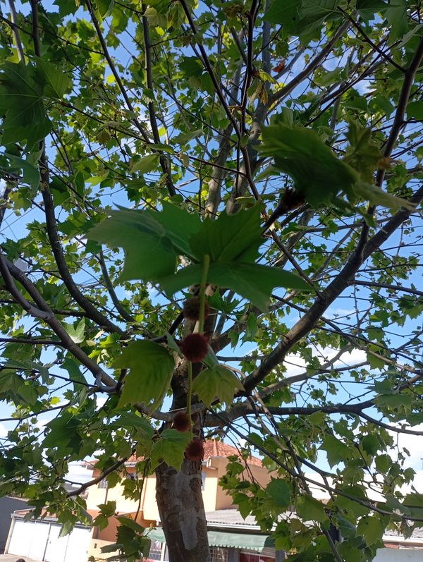 Identificação da planta Plátano por foto