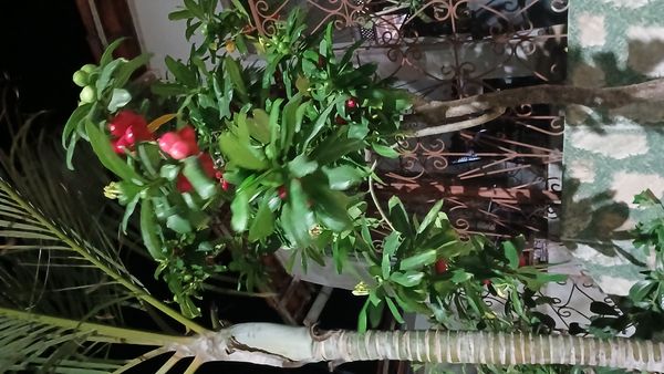 Identificação da planta Sem nome popular conhecido por foto
