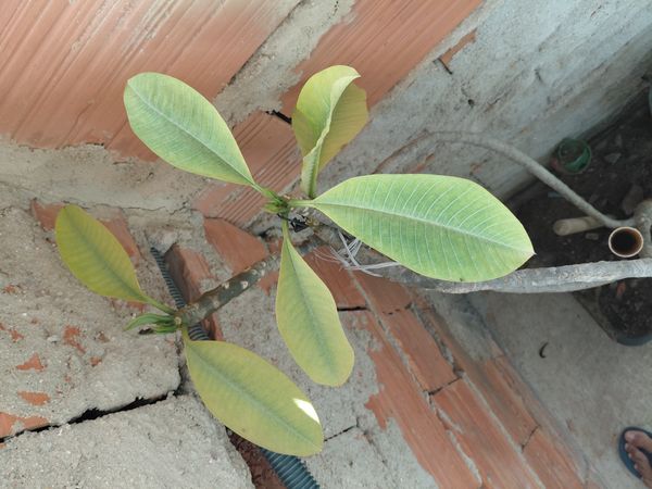 Identificação da planta Jasmim-manga por foto