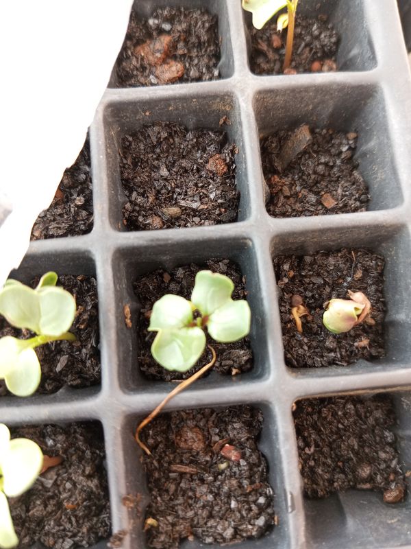 Identificação da planta Rúcula por foto