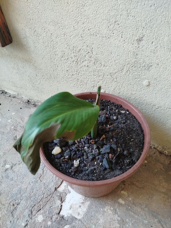 Identificação da planta Cana da india por foto