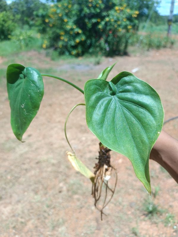 Identificação da planta Orelha de Elefante por foto