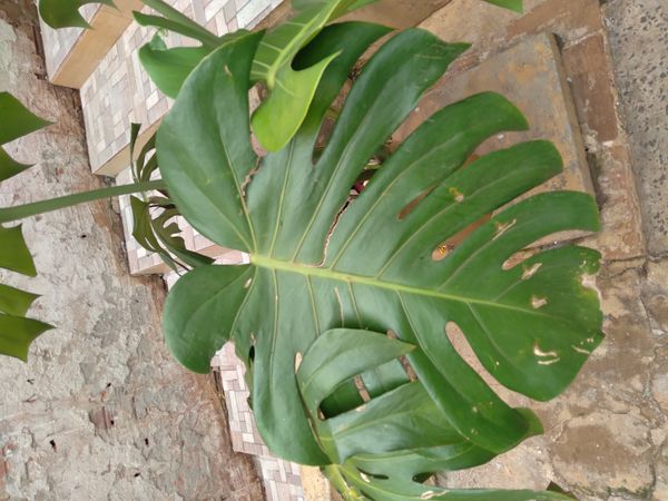 Identificação da planta Costela-de-adão por foto
