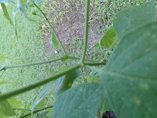 Identificação da planta Maria-pretinha por foto
