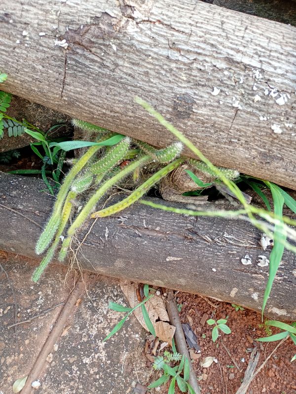 Identificação da planta Cacto Rabo-de-rato por foto