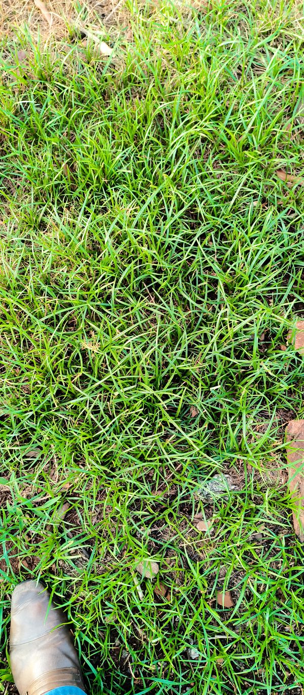 Identificação da planta Grama-batatais por foto