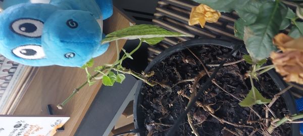 Identificação da planta Maria-sem-vergonha por foto