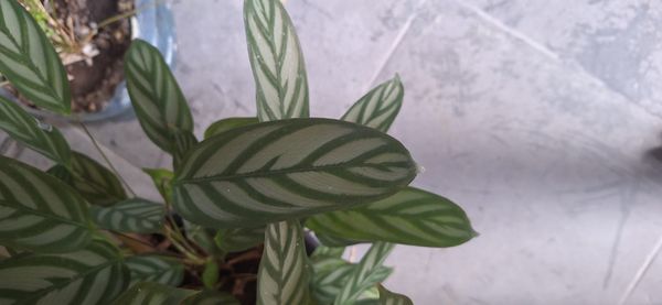 Identificação da planta Maranta por foto