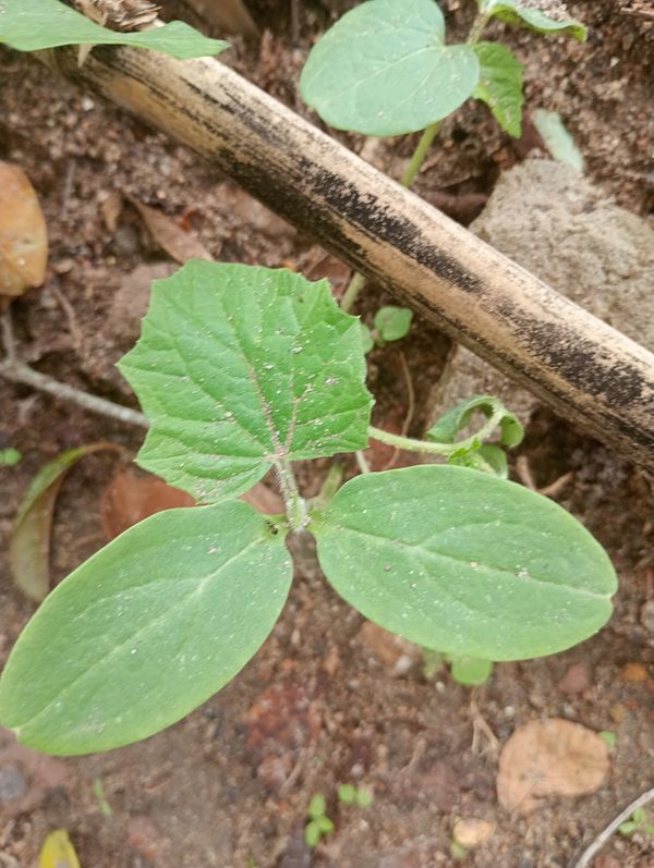Identificação da planta Pepino por foto