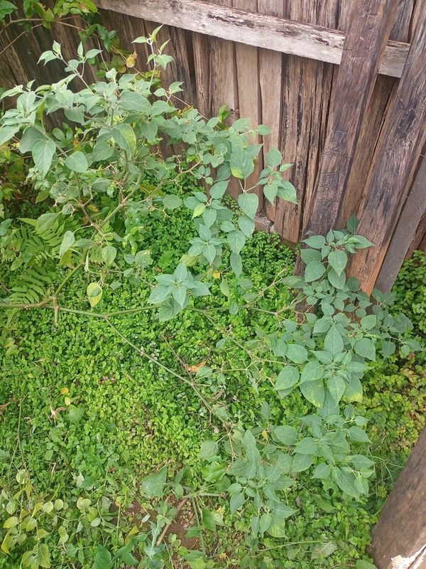 Identificação da planta Erva moura por foto