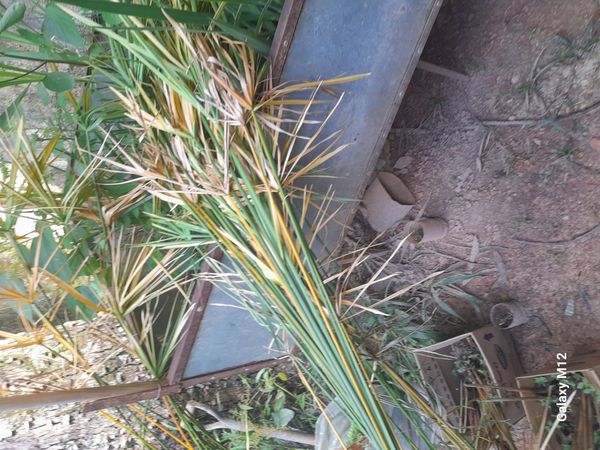 Identificação da planta Papiro por foto