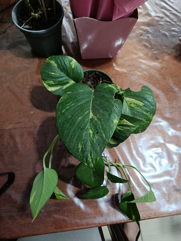 Identificação da planta Jiboia por foto
