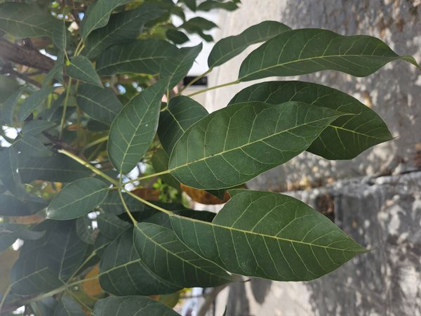 Identificação da planta Ipê Rosa por foto