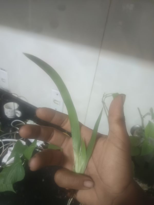 Identificação da planta Lírio Borboleta por foto