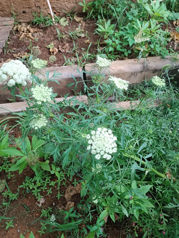 Identificação da planta Bisnaguinha-do-campo por foto