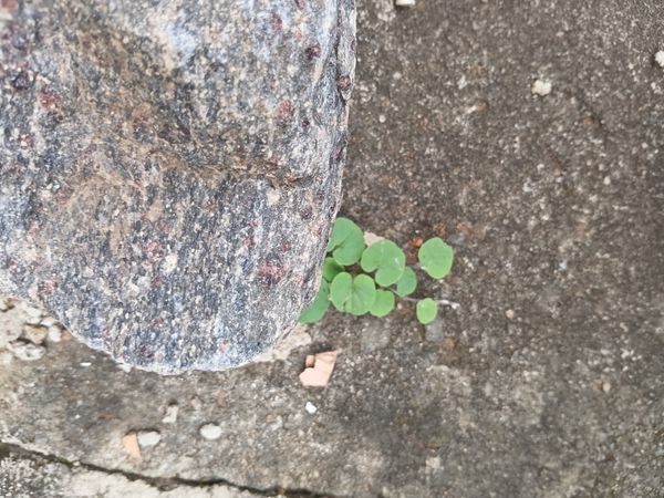 Identificação da planta Gramado-japonês por foto