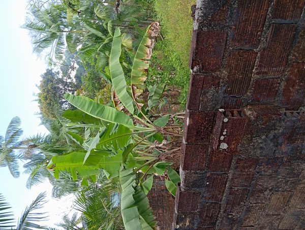 Identificação da planta Bananeira por foto