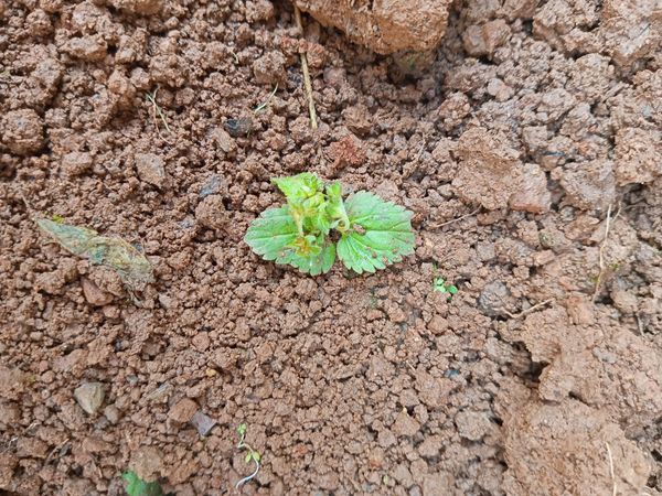 Identificação da planta Verônica do-campo por foto