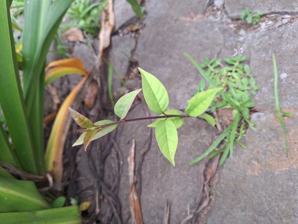 Identificação da planta Sem nome popular conhecido por foto