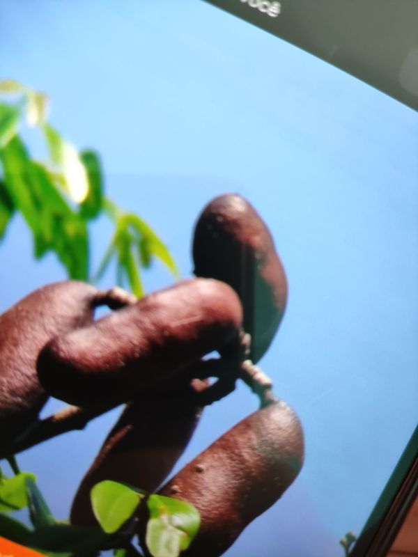 Identificação da planta Jatobá por foto