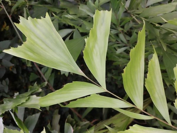 Identificação da planta Palmeira-rabo-de-peixe por foto